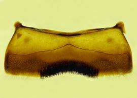  Anthidium schwarzi  male, ventral view of fourth sternum (S4), photo from Gonzalez and Griswold 2013 

